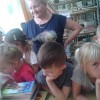 Biedronki w 