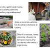 Wyniki szkolnego konkursu z okazji Dnia Ziemi