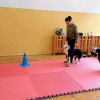 Dogoterapia
