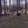 "Przytul się do drzewa"