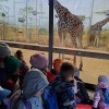 Wycieczka przedszkolaków do ZOO